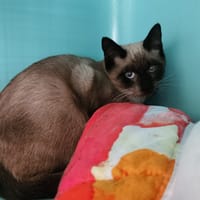 Miel (En cours d'adoption), chat à adopter