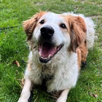 Brak PAA23056, chien à adopter