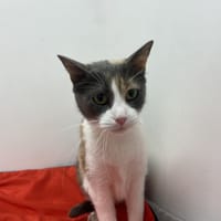 sushi, chatte à adopter