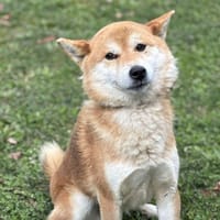 Ramsès CAA14228, chien à adopter