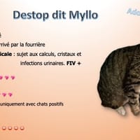 DESTOP dit myllo, chat à adopter