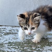 Alma, chatte à adopter