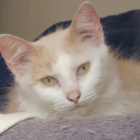 BONGA, chatte à adopter