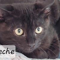 Pêche, chatte à adopter