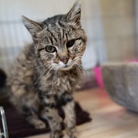 Binx, chatte à adopter