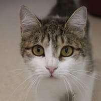 JANINE, chatte à adopter