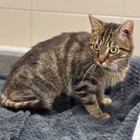 Delphine CAB4694, chatte à adopter