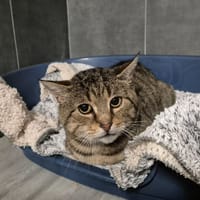 MITTWOCH, chat à adopter