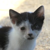 Alpramil, chat à adopter