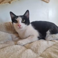 ANNA, chatte à adopter