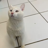 Lenon [Fiv+], chat à adopter