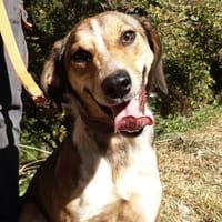 Charlie, chienne à adopter