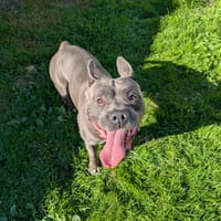 ZEUS, chien à adopter