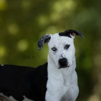 Rhino, chien à adopter