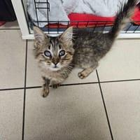 KIRIKOU (en cours d'adoption), chatte à adopter