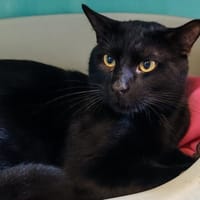 DISCUS, chat à adopter
