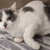 CROUTARD2.O, chat à adopter