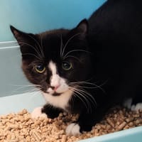 RAPELTOUT, chat à adopter