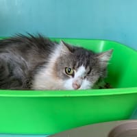 Romy, chatte à adopter