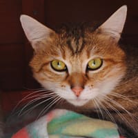 OUDINI, chat à adopter