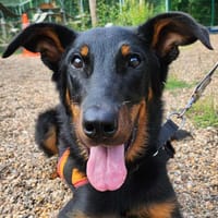 HATTORI, chien à adopter