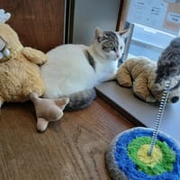 BASTET (réservée), chatte à adopter