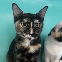 Arielle, chatte à adopter