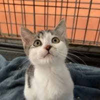 SHIRO, chat à adopter