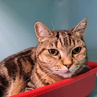 MOWGLI QCT, chat à adopter