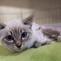 Monoï, chatte à adopter