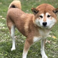 Nougaro CAA14231, chien à adopter