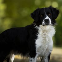 Calico, chien à adopter