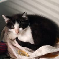 XIPHO, chat à adopter