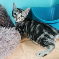 Bwindi (En cours d'adoption), chat à adopter