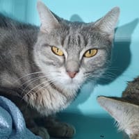 FLORIA CHA, chatte à adopter