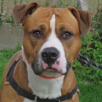 FAKO, chien à adopter