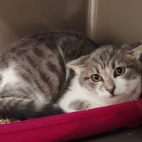 PATMOL, chat à adopter