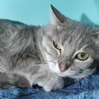 CHRISTOPHER CHA, chat à adopter
