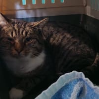 OSCAR, chat à adopter