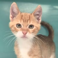 YAKKO, chat à adopter