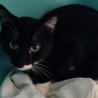 POUDRACHEMINETTE, chatte à adopter