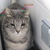 Alluka, chatte à adopter