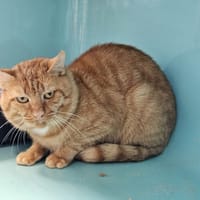 WARRIOR, chat à adopter