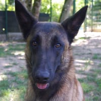 LOKI PAA28306, chien à adopter