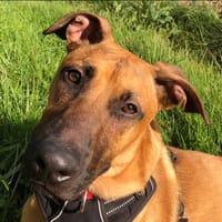 SIMBA, chien à adopter