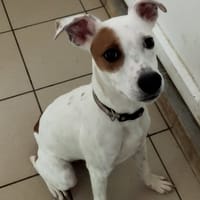 SPIKE, chien à adopter