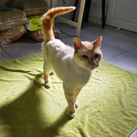 Gavroche, chat à adopter
