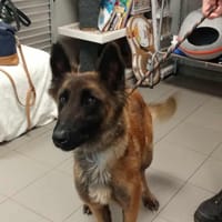 TARA, chienne à adopter