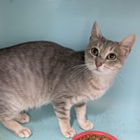 Amazone, chatte à adopter