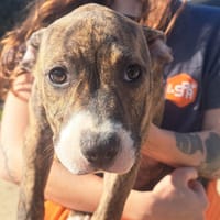 ARIELLE, chienne à adopter